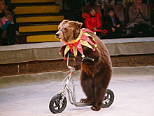 В России медведь из цирка-шапито напал на дрессировщика и ребенка