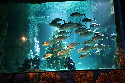 В Китае на посетителей ресторана обрушился гигантский аквариум с десятками рыб