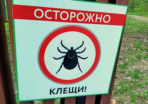 Мэрия Новосибирска: в 2025 году клещи проснуться раньше и их будет больше