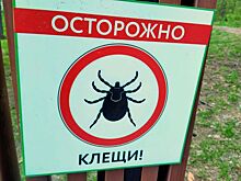 Мэрия Новосибирска: в 2025 году клещи проснуться раньше и их будет больше