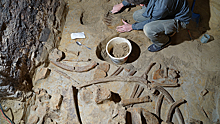 Австрийский винодел обнаружил в погребе кости трех мамонтов