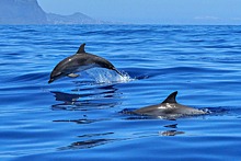 Мертвые дельфины с резаными ранами обнаружены в бухте Севастополя