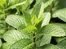 Ученая Литвинова раскритиковала включение мяты в список запрещенных растений