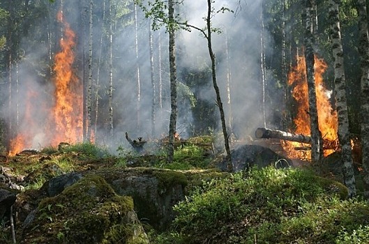 Николаев предложил пересмотреть оценку ущерба от лесных пожаров
