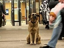Собаку со станции метро "Лианозово" забрали на передержку