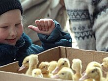 Грипп от пернатых: опасны ли для человека птичьи болезни