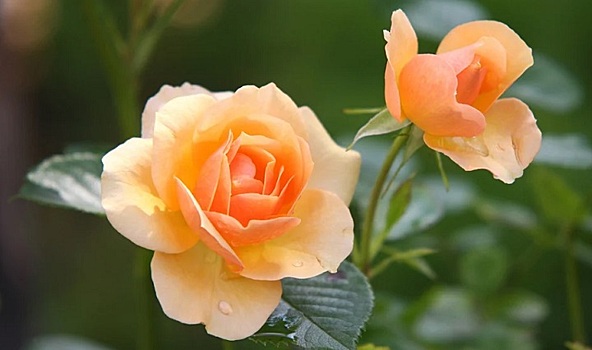 В Таганроге высадили 500 кустов роз