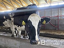 В двух районах Татарстана сняли карантин по бешенству животных