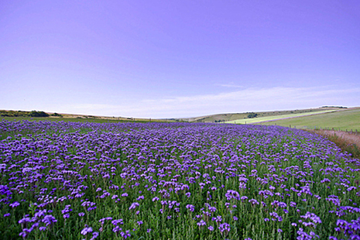 Россияне вытоптали «томский прованс» из любви к селфи