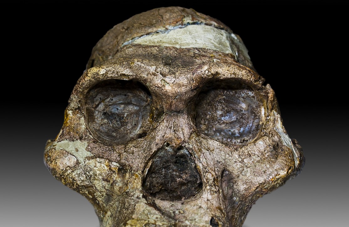 2025 год в человеческой эволюции: что нового ученые узнали о древних людях