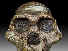 2025 год в человеческой эволюции: что нового ученые узнали о древних людях?