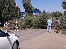 Движение перекрыто: в Зернограде на машину упало большое дерево