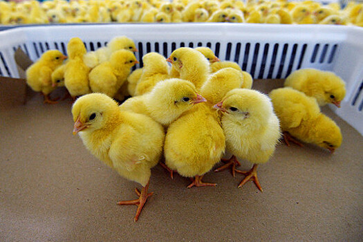 Производство мяса птицы на Кубани выросло на 10% в 2021 году