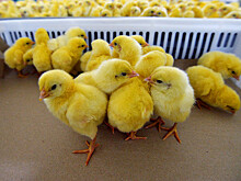 Производство мяса птицы на Кубани выросло на 10% в 2021 году