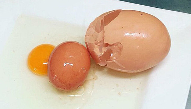Яйцо-матрешка: в Австралии обнаружили огромное куриное яйцо с сюрпризом внутри