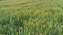 На мировом рынке устойчивый спрос на российское зерно: как продавать с выгодой