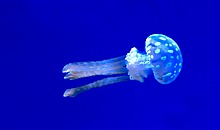 Впервые прочитан геном медузы