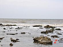 Устричные фермы в Крыму пожаловались на «репрессивный» надзор