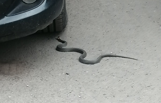 Кузбассовцы пожаловались на заползающих в машины змей