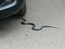 Кузбассовцы пожаловались на заползающих в машины змей