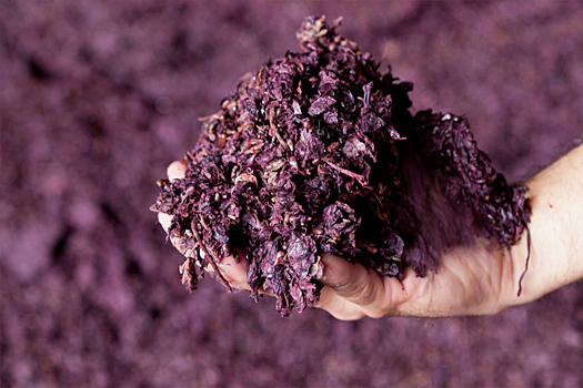 Содержащиеся в отходах виноделия полифенолы способны защищать клетки от старения