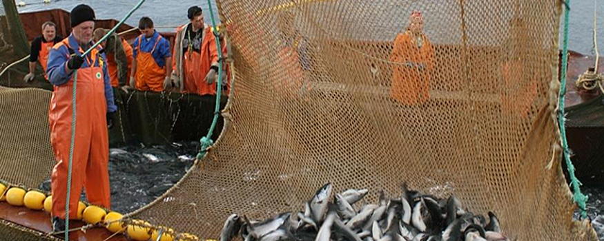 Промышленный лов лосося начался в Магаданской области