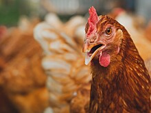 Люди могут считывать эмоции кур, определили ученые