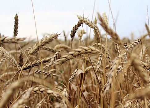 Более 120 млн рублей выделил Минсельхоз Крыма на поддержку элитного семеноводства