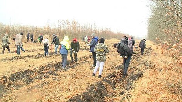 В кондольских лесах полицейские и общественники посадили 1 га сосен