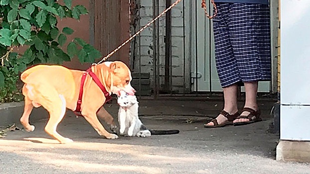 Бойцовская собака с одобрения хозяина растерзала кошку в Курске