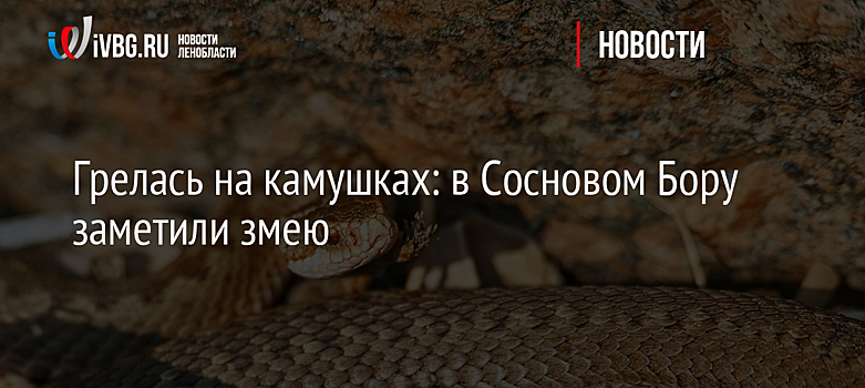 Грелась на камушках: в Сосновом Бору заметили змею