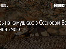 Грелась на камушках: в Сосновом Бору заметили змею