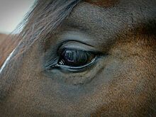 Кадыров рассказал, сколько стоит украденный у него в Чехии жеребец