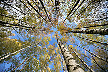 КС РФ уточнит порядок ведения реестра недобросовестных лесопользователей