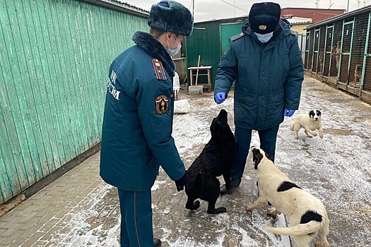 Пожарные Восточного округа Москвы посетили собачий приют