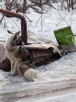 «Вой по ночам на несколько сёл». Жители Михайловки пожаловались на содержание собак в приюте «Рич»