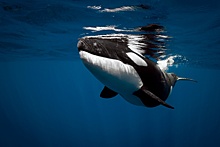 День китов и дельфинов: история праздника