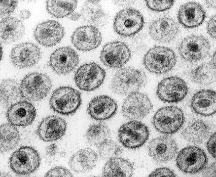 Яйца кровяных сосальщиков-паразитов могут защитить человека от ВИЧ