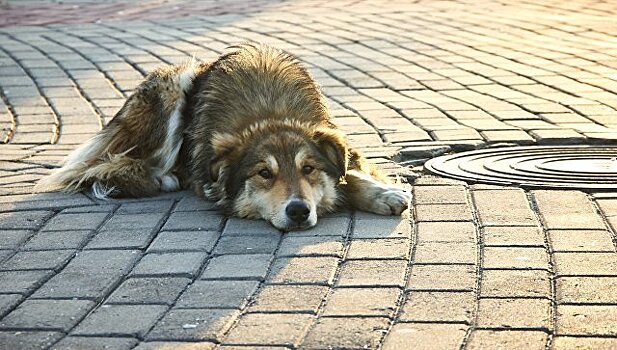 Уличный пес спас женщину от грабителя