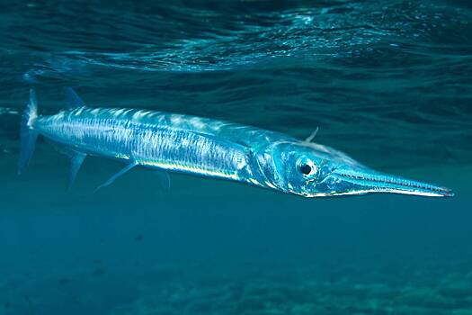 Мужчина пошел купаться на городской пляж и получил в воде таинственную колотую рану