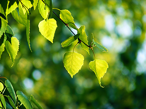 Раскрыто, от каких патологий спасают листья березы