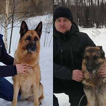 Две немецкие овчарки из исправительной колонии №6 в Можге вышли на пенсию