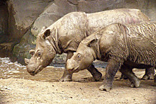 Умер последний самец суматранского носорога