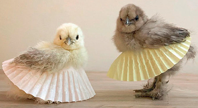 На куриц и цыплят надели балетные пачки. Только посмотрите на этих красоток