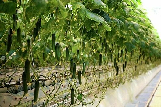 Срок аккредитации Россельхозцентра перенесли на четыре года