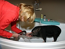 Каких домашних животных сегодня заводят в Москве