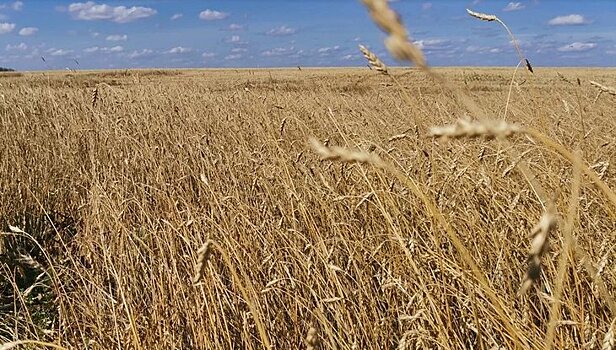 Урожай зерновых в Курской области превысил 4 млн тонн зерна