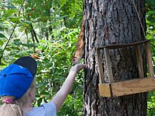 Правительство Новосибирской области поддержало защиту городских лесов