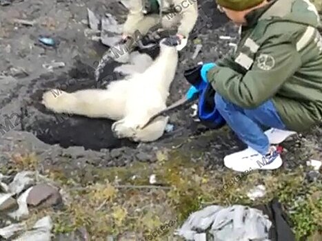 Эксперт рассказала, почему в Диксоне повторяются происшествия с белыми медведями