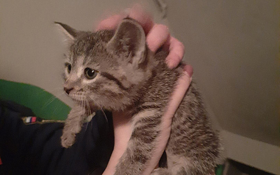 Рязанские спасатели три часа вытаскивали котёнка из вентшахты